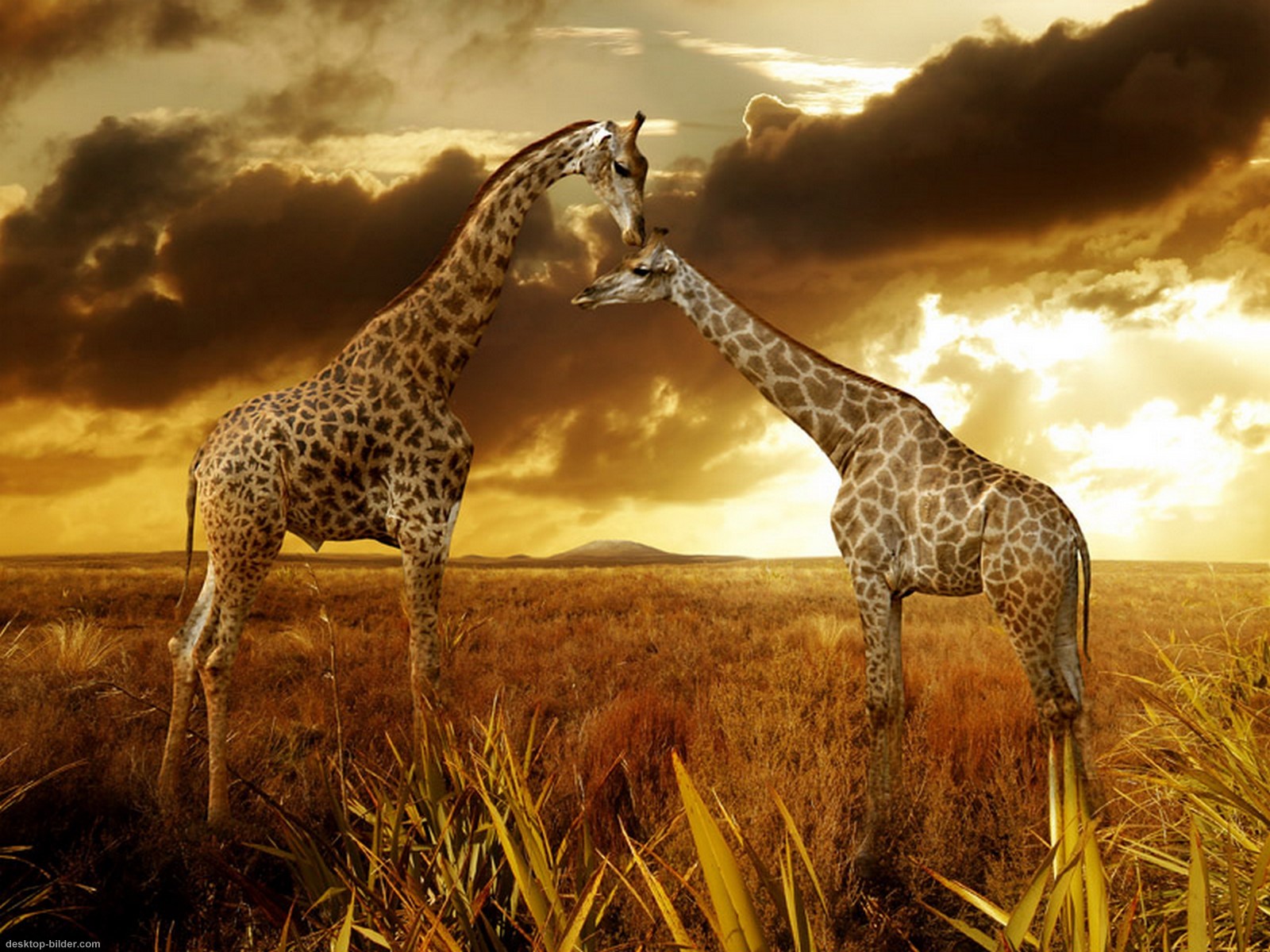 Giraffe Cubs Wallpaper HD Desktop