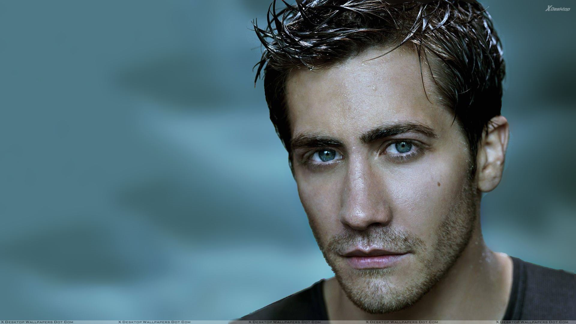 Sweet Face Of Jake Gyllenhaal Wallpaper