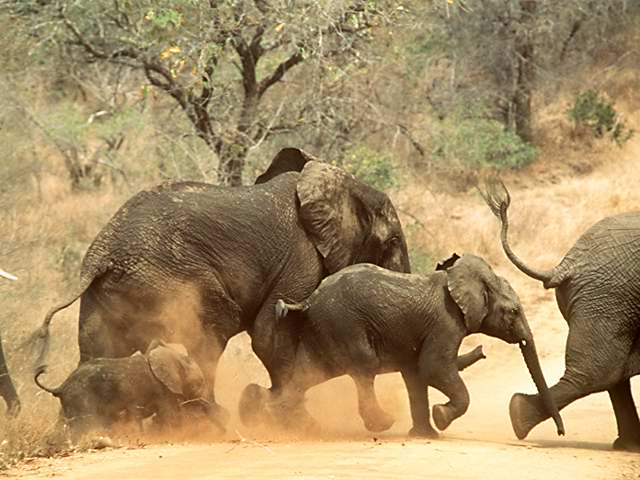 Elephant African Animal Puter Desktop Background Wallpaper