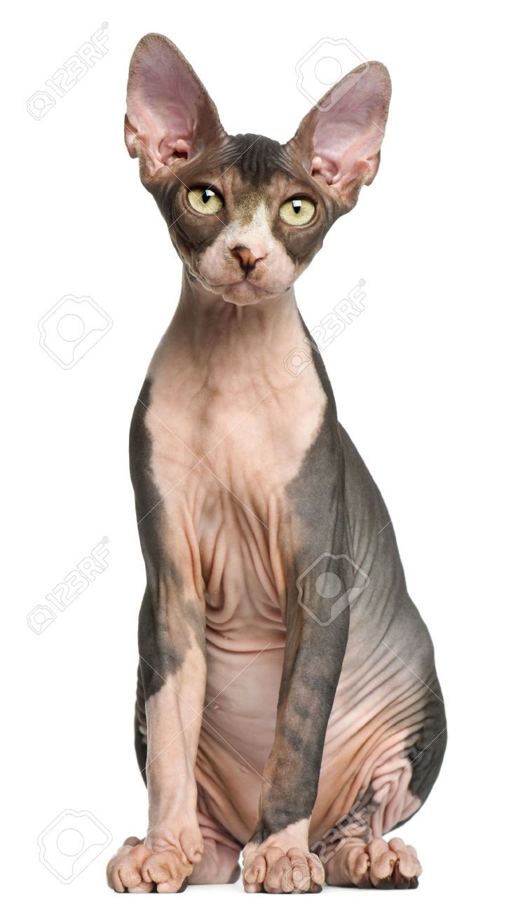 Sphynx Kitten Months Old Sitting In Front Of White Background