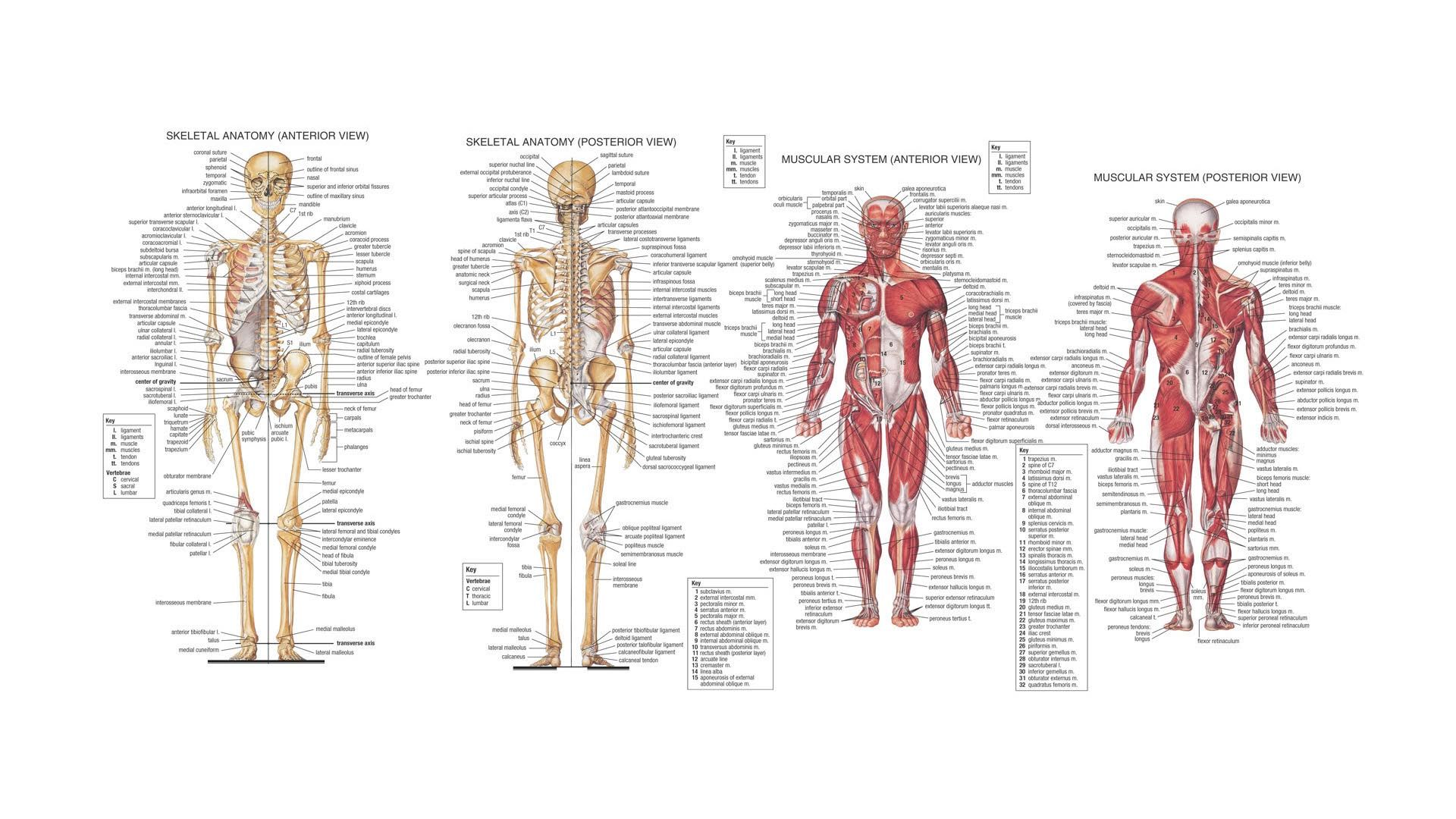 Anatomy Human Skeleton Body Diagram