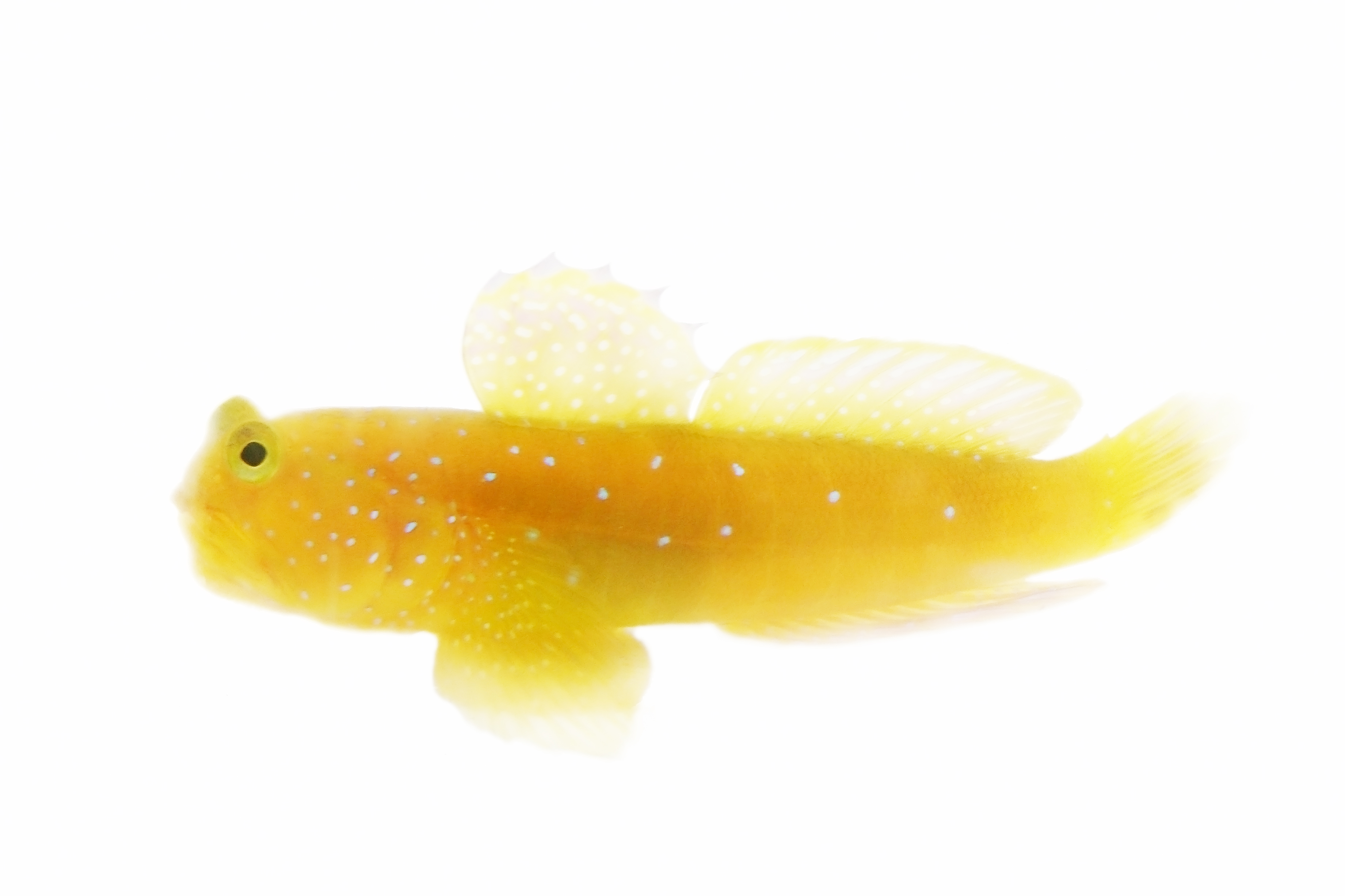 Watchman Goby Wallpaper High Quality