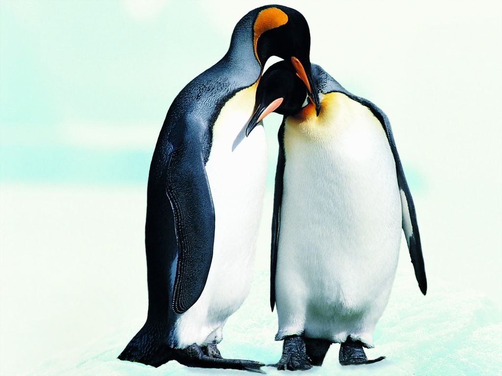 Penguin Wallpaper Penguins Image And Animal Desktop Background