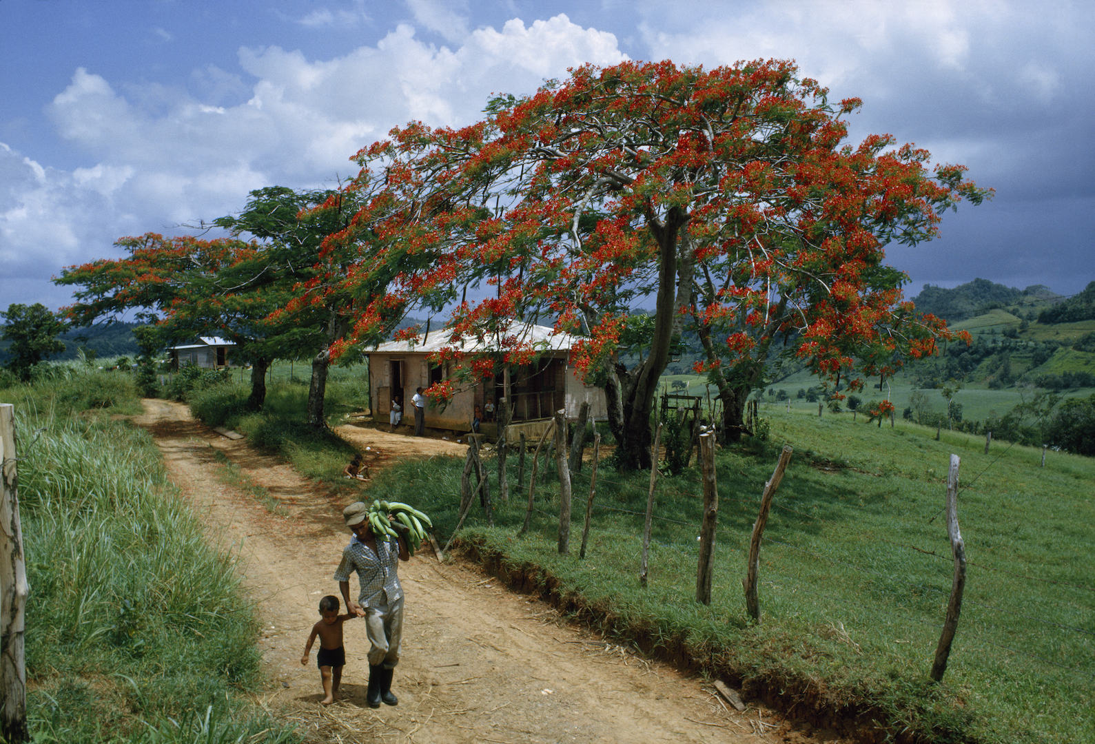 Genographic Project Dna Results Reveal Details Of Puerto Rican