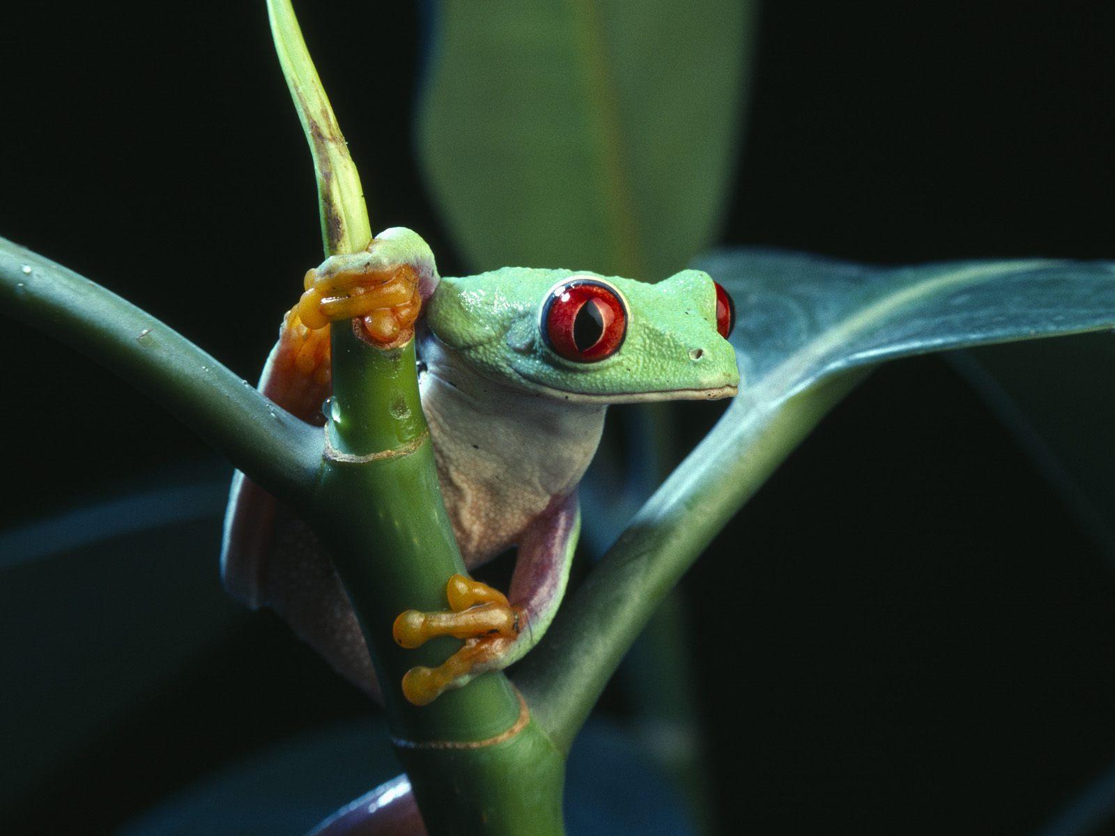 Frog HD Wallpaper