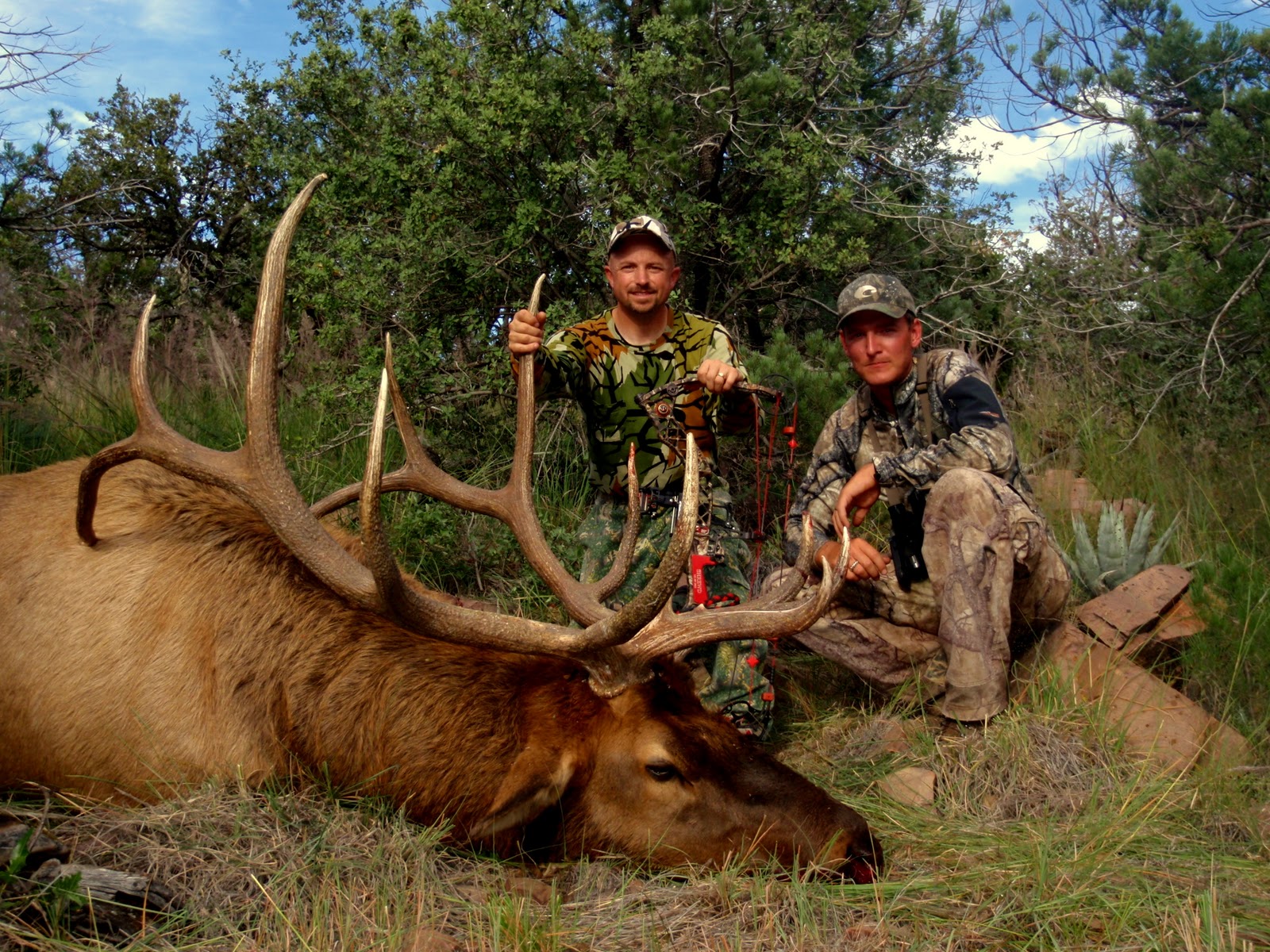 Elk Hunting Wallpaper Arizona Hunts