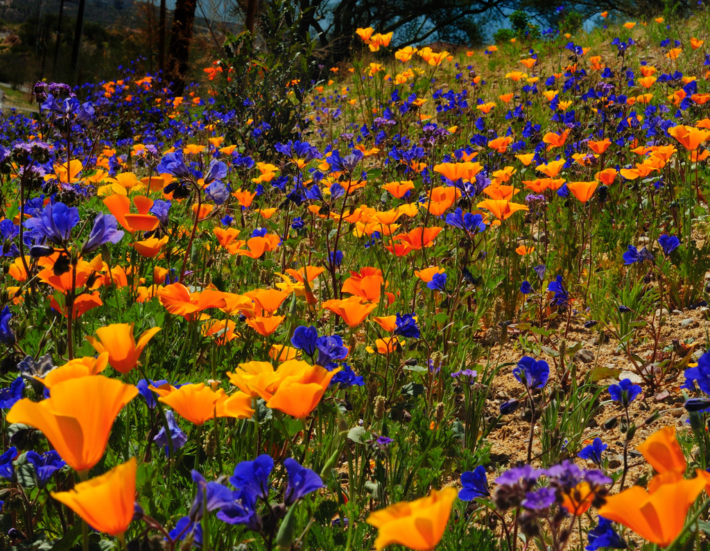Spring Wild Flowers Pictures Amazing Wallpaper