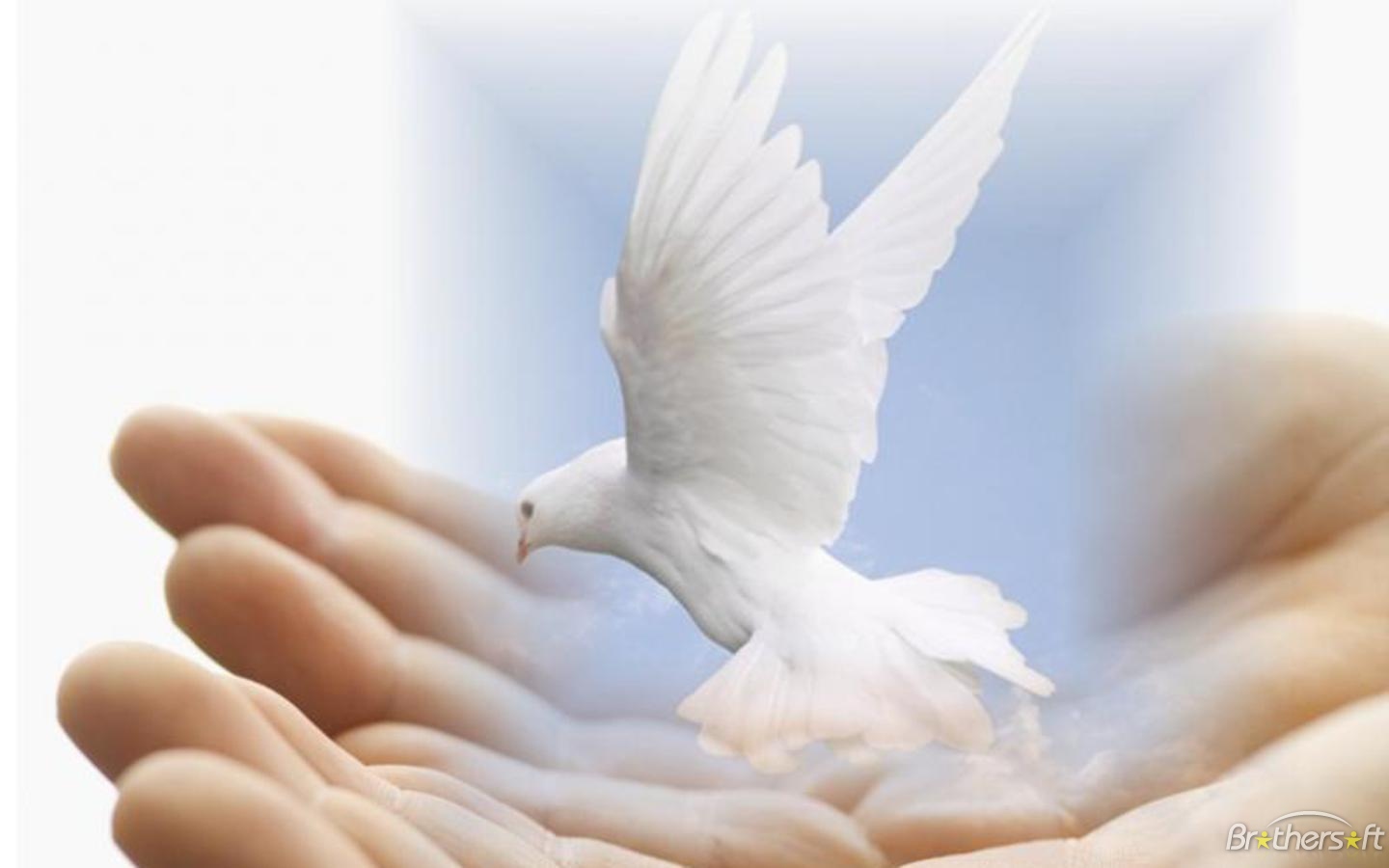 Dove Of Peace Wallpaper