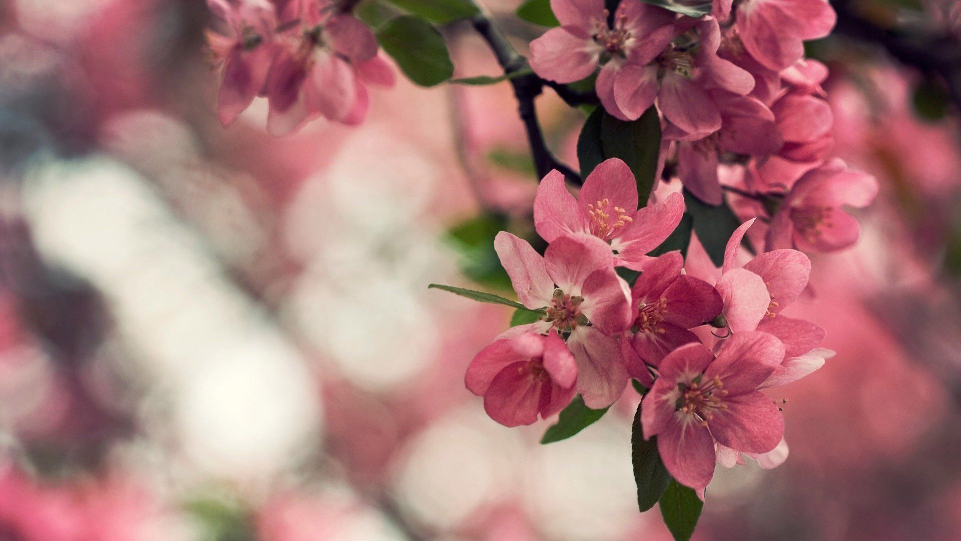 Blossom Flower Wallpaper HD Image Spring In Cherry
