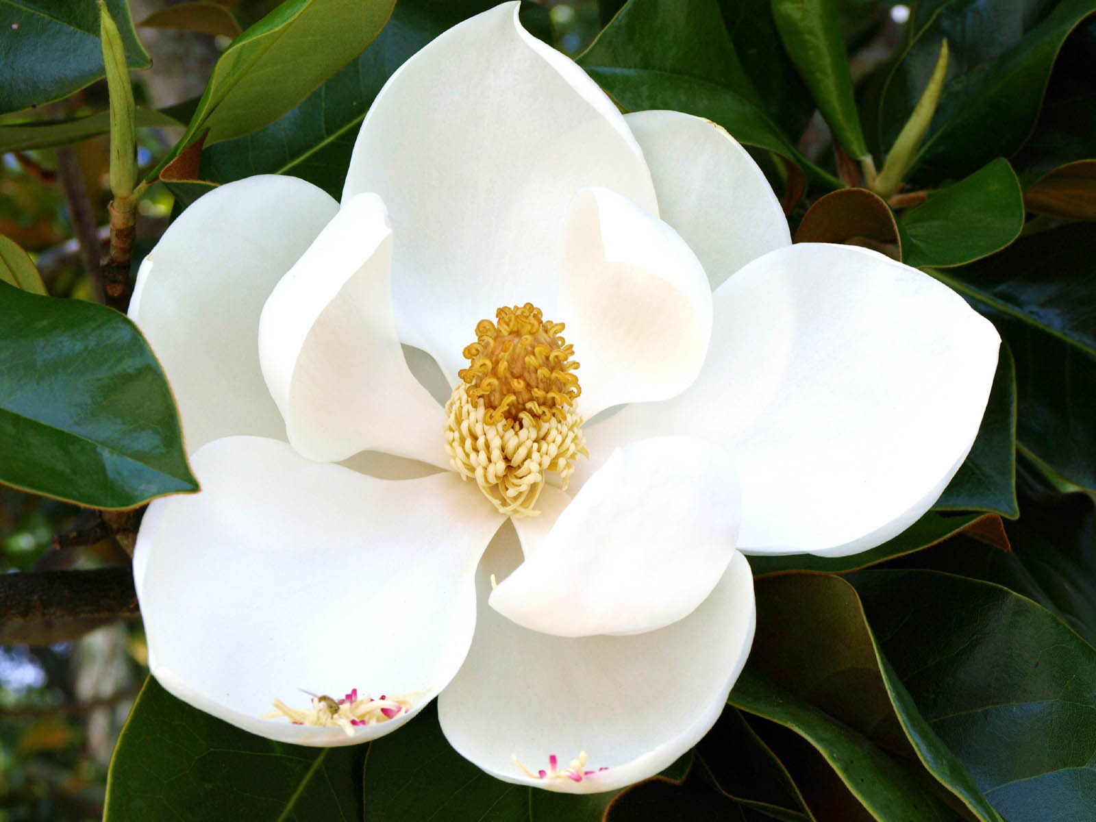 Magnolia Flower Wallpaper