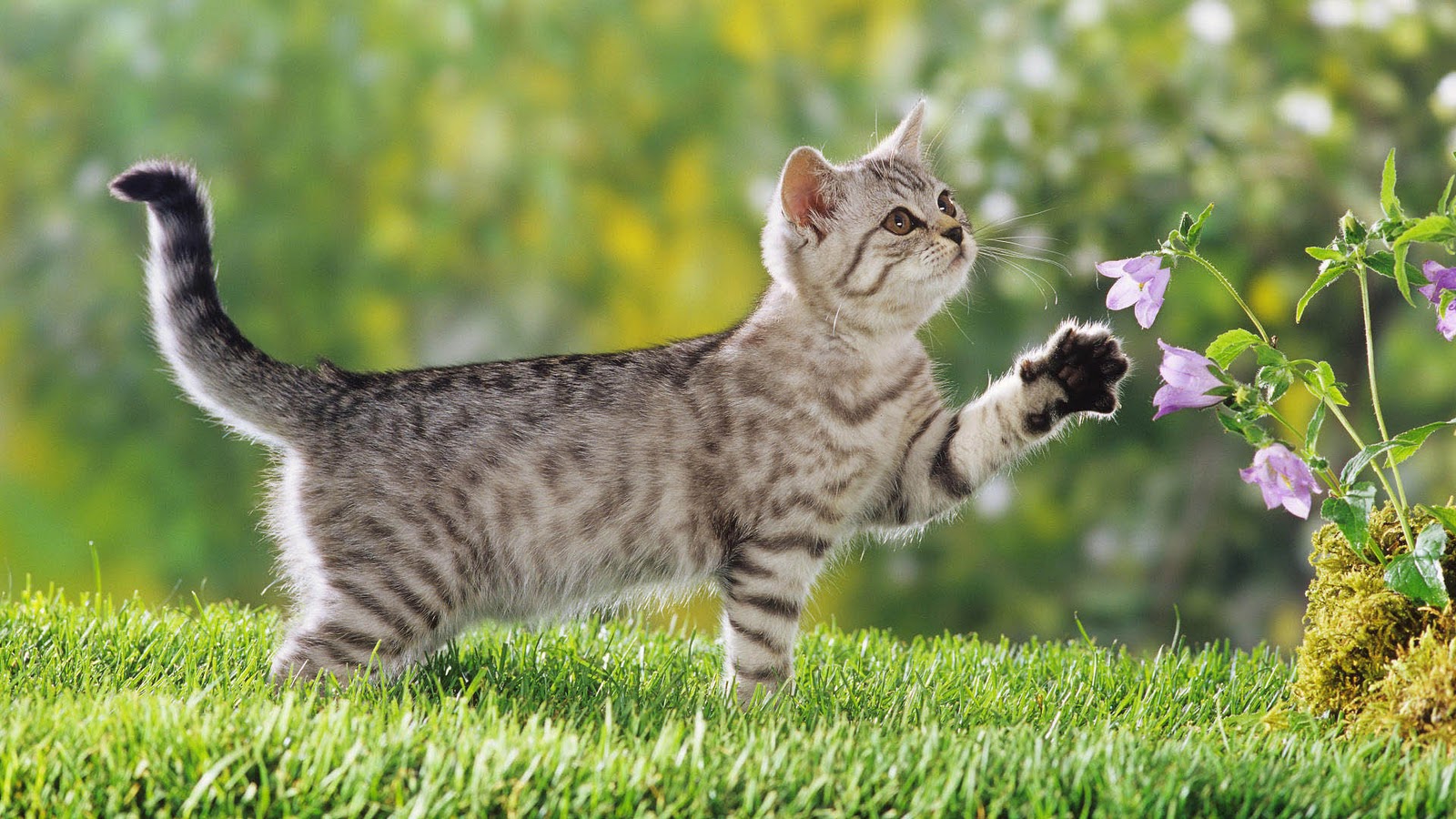 Kitten Achtergronden Jonge Katjes Hd Kittens Wallpaper Foto Jpg