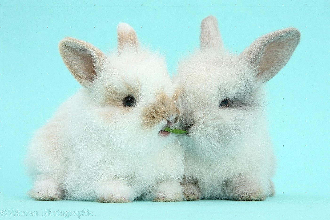 Cute Baby Bunnies On Blue Background Photo Wp40457