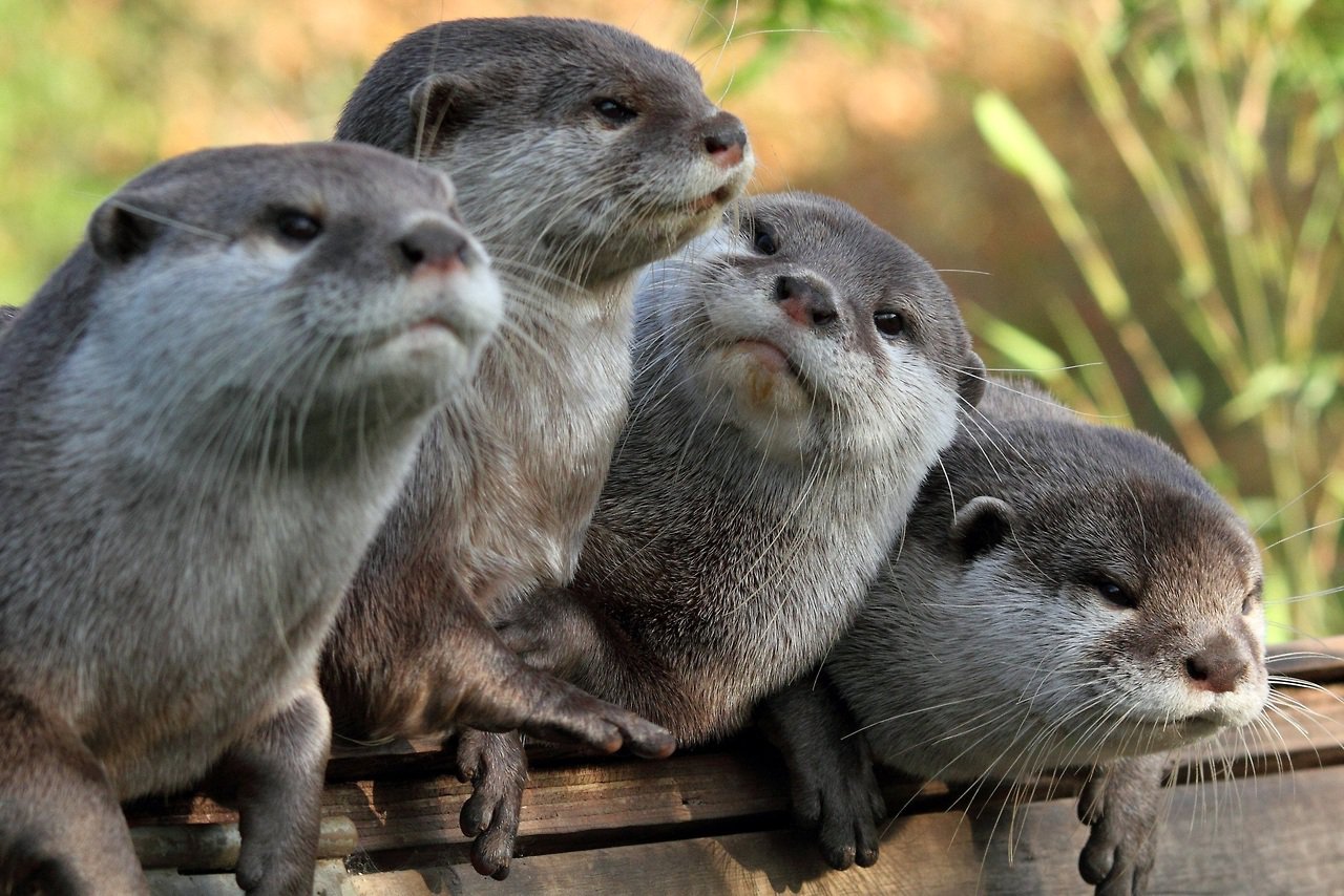 The Daily Cute Significant Otters