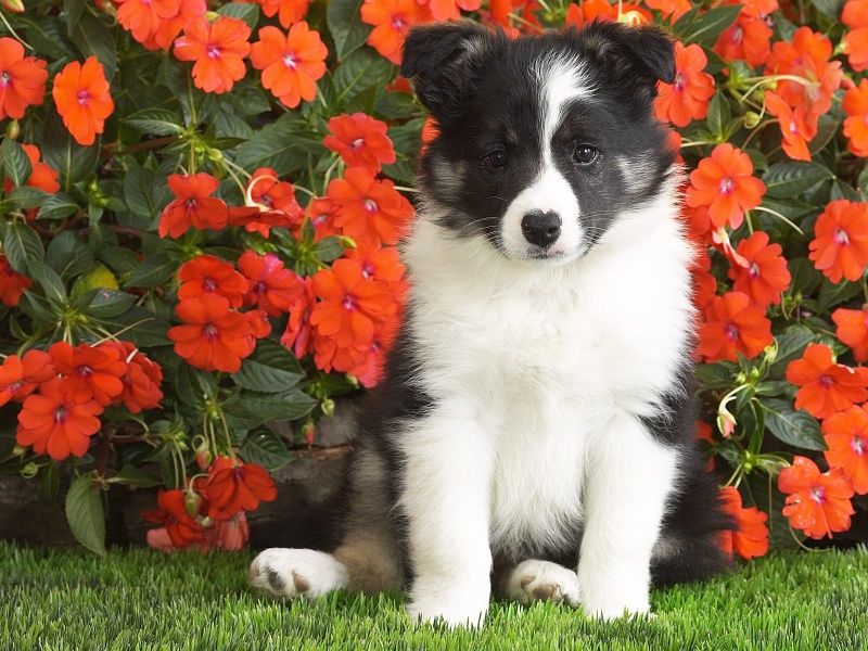 Shetland Sheepdog Puppy Desktop Wallpaper