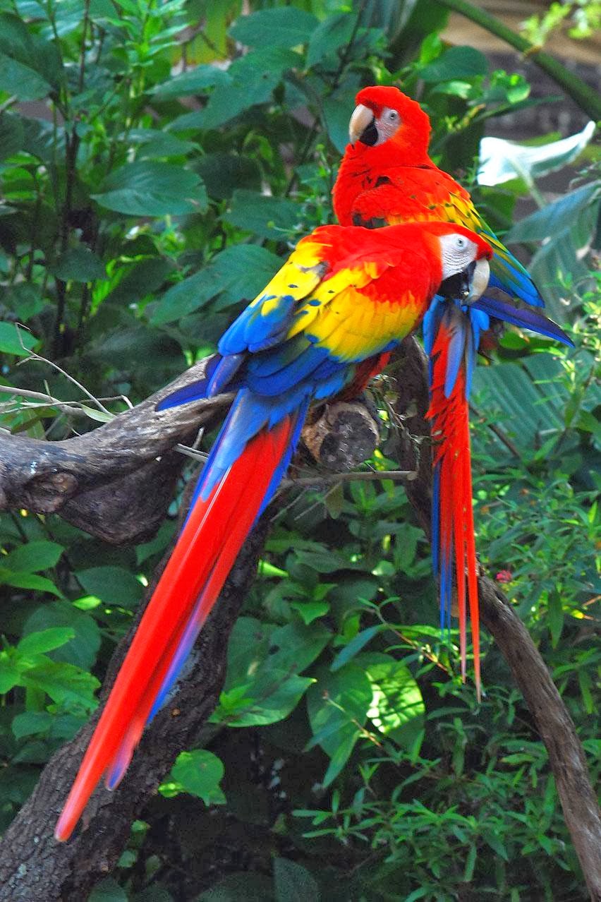 Scarlet Macaw wallpapersphotosimagespicturesbirdsnaturedownload