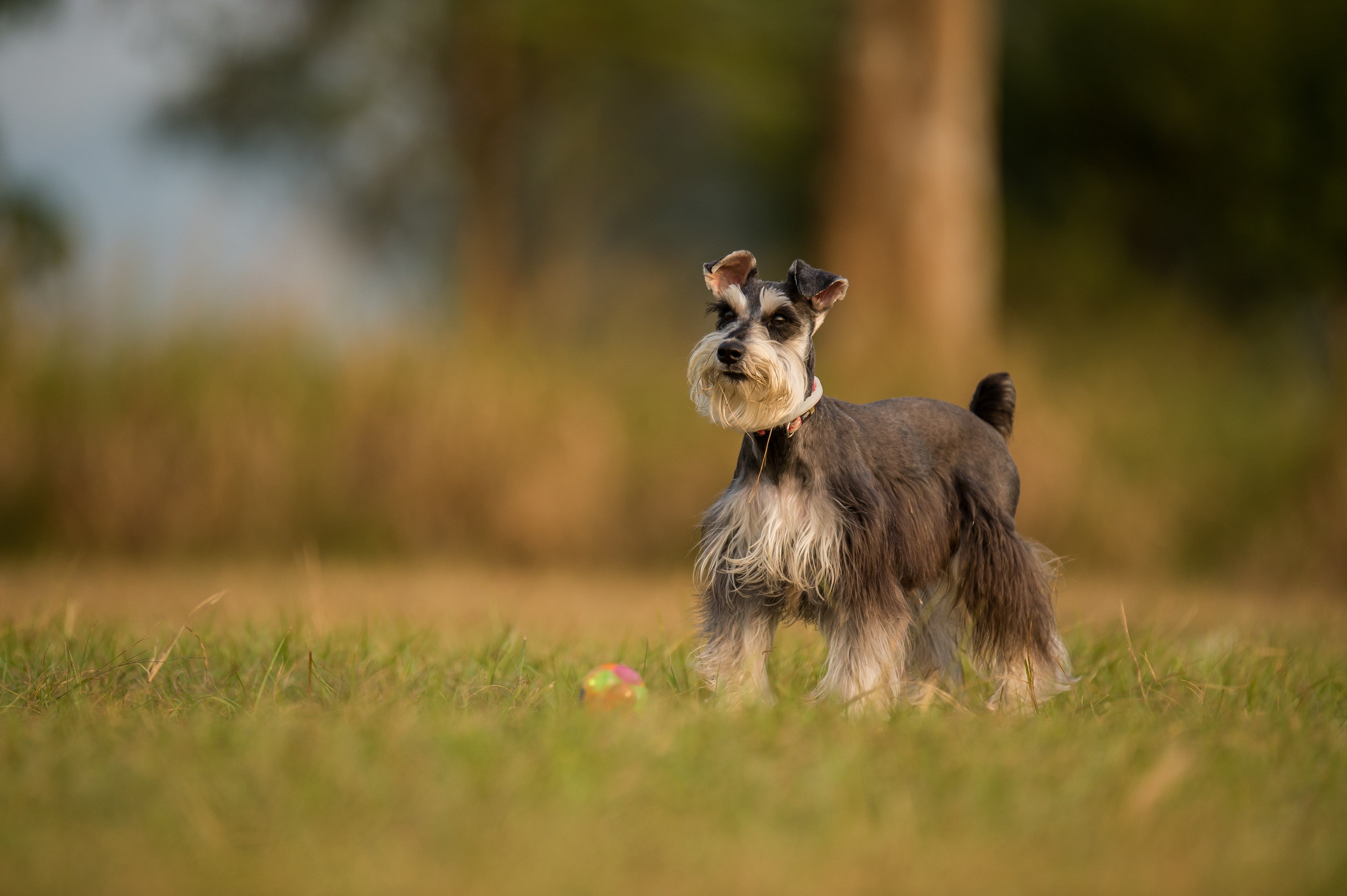 Schnauzer Wallpaper