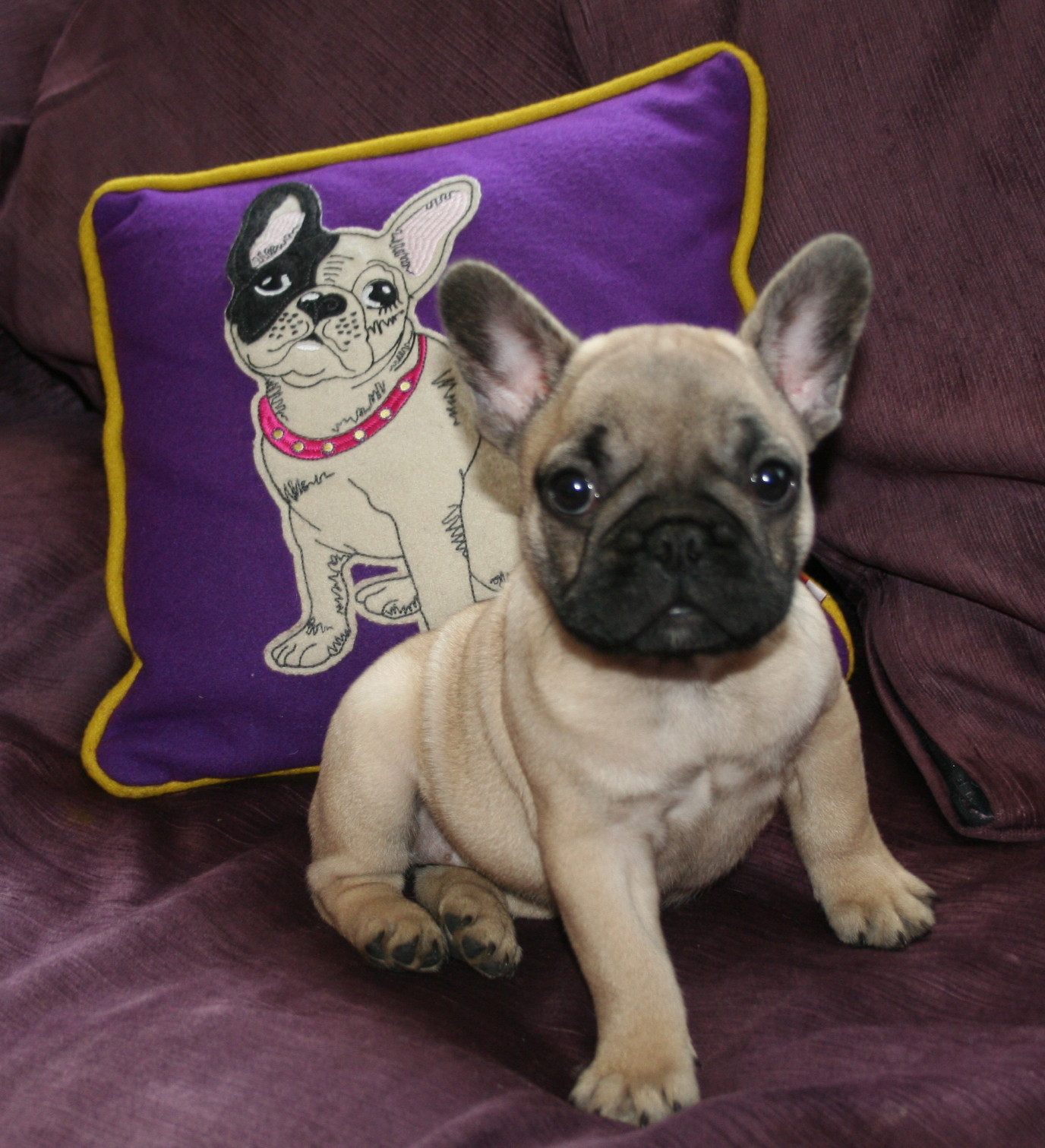 Wallpaper Beautiful French Bulldog On A Purple Background Pictures