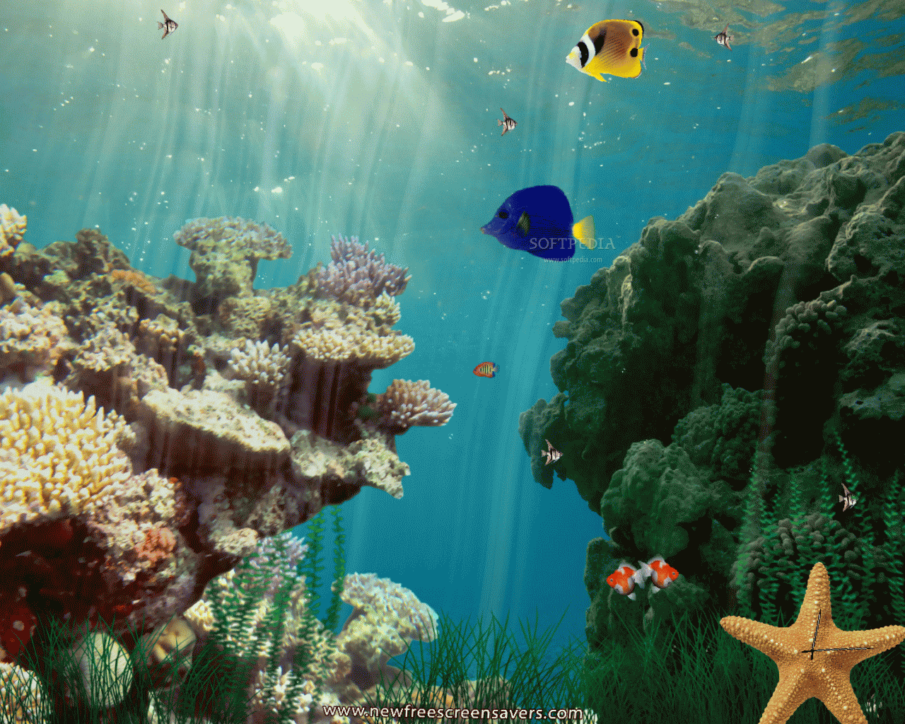 Wallpaper Sea Lion Encounter Underwater Desktop