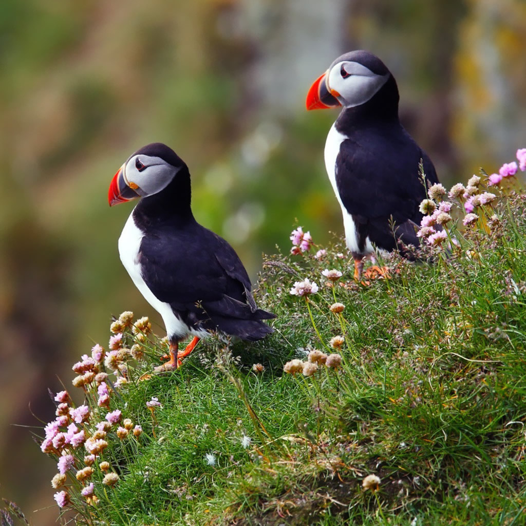 Puffin Wallpaper S Archive