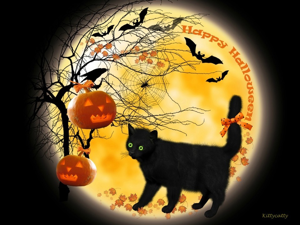 Halloween Cat Cats Animals Background Wallpaper On Desktop