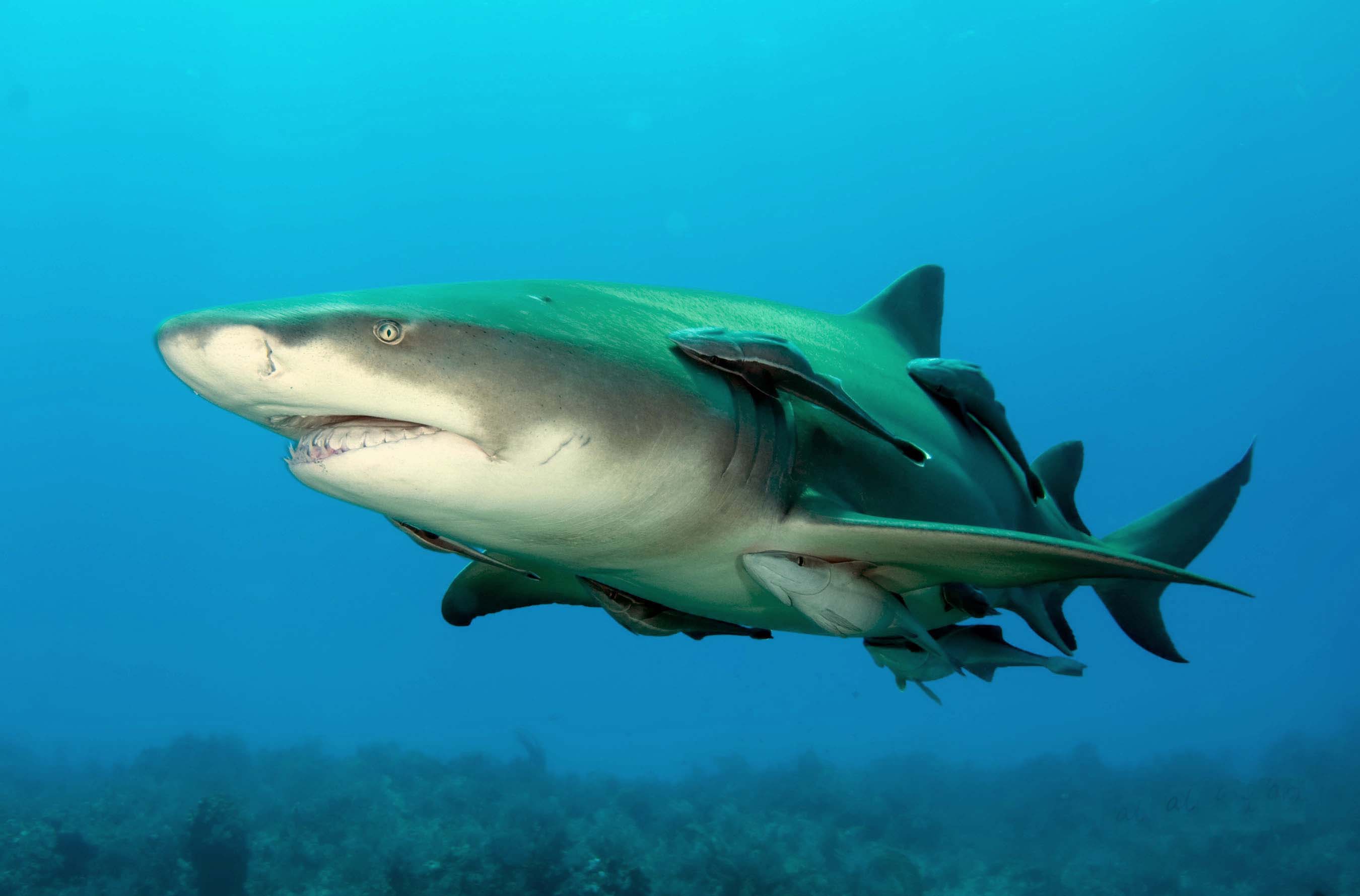 Scary Shark Wallpaper HD In Animals Imageci