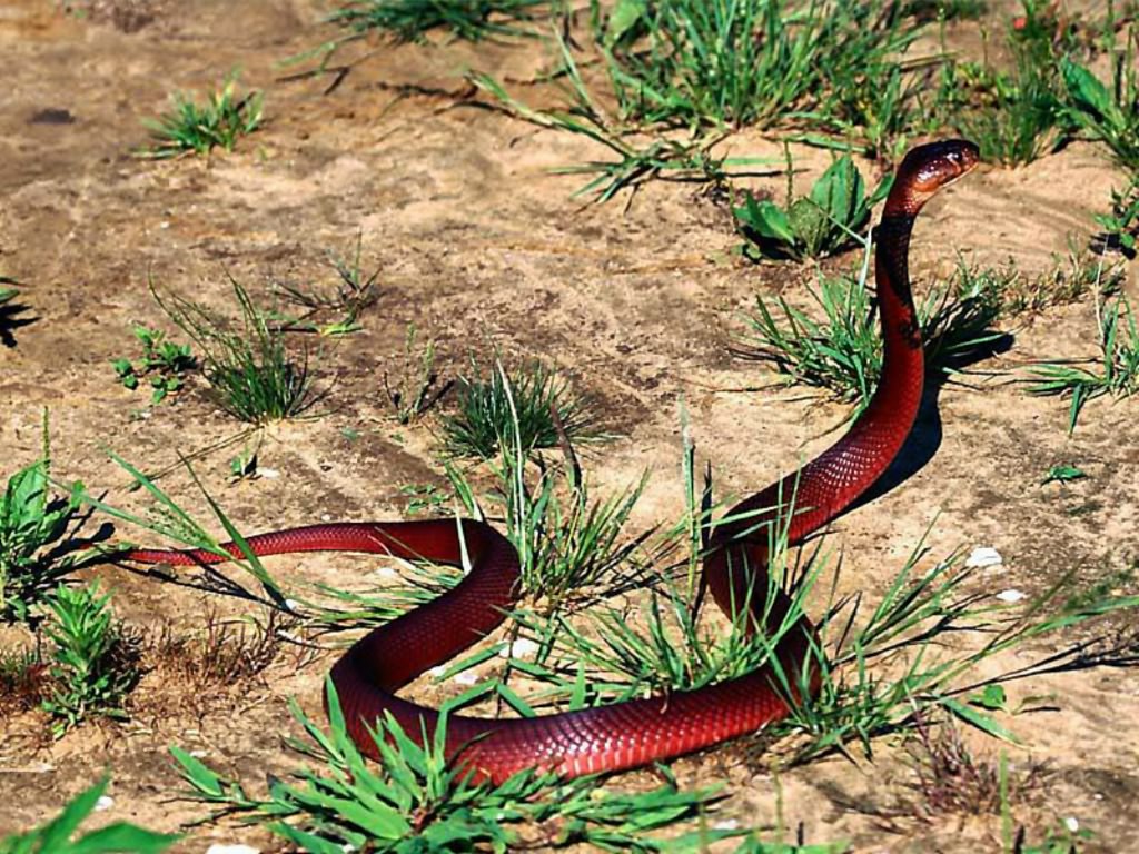 Snake Wallpaper In HD Most Wanted Anaconda
