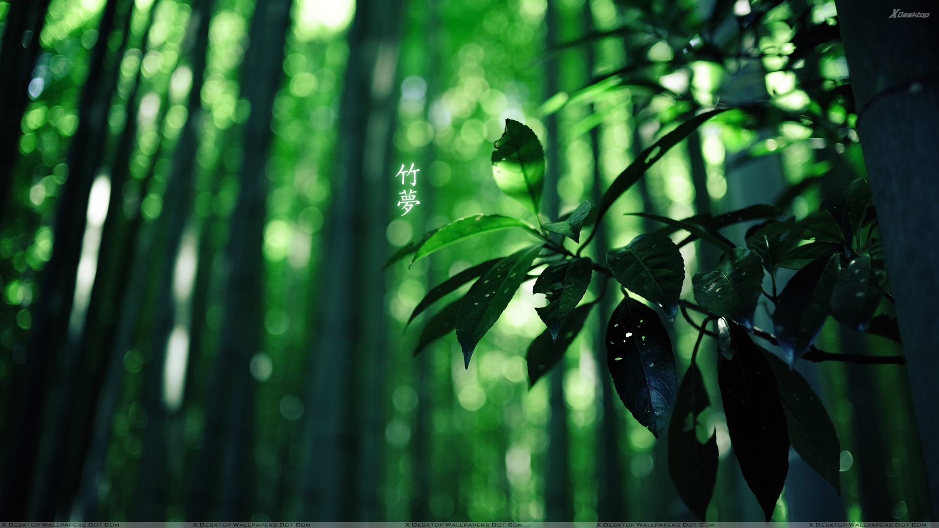 Green Leaf Wallpaper HD