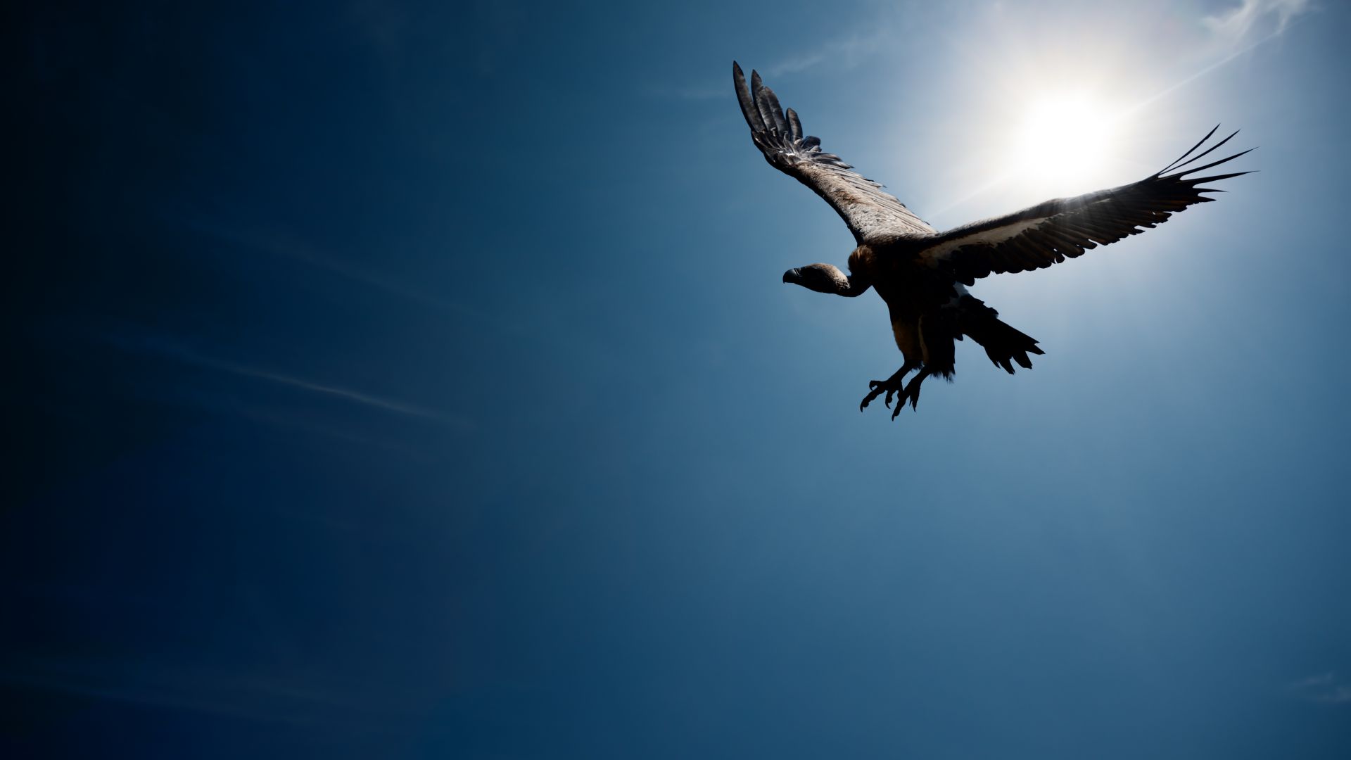 Vulture Wallpaper Animals Flight Sky Sun