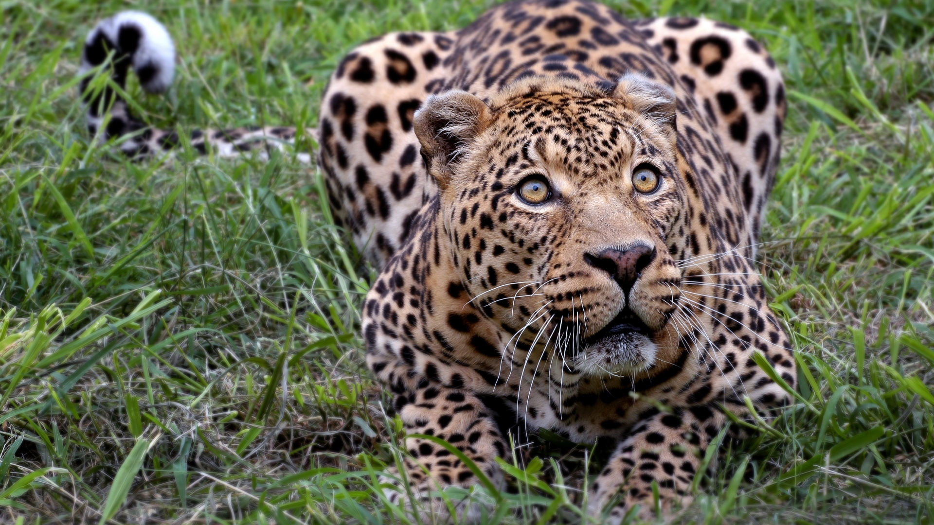Fondo De Pantalla Jaguar Cazando