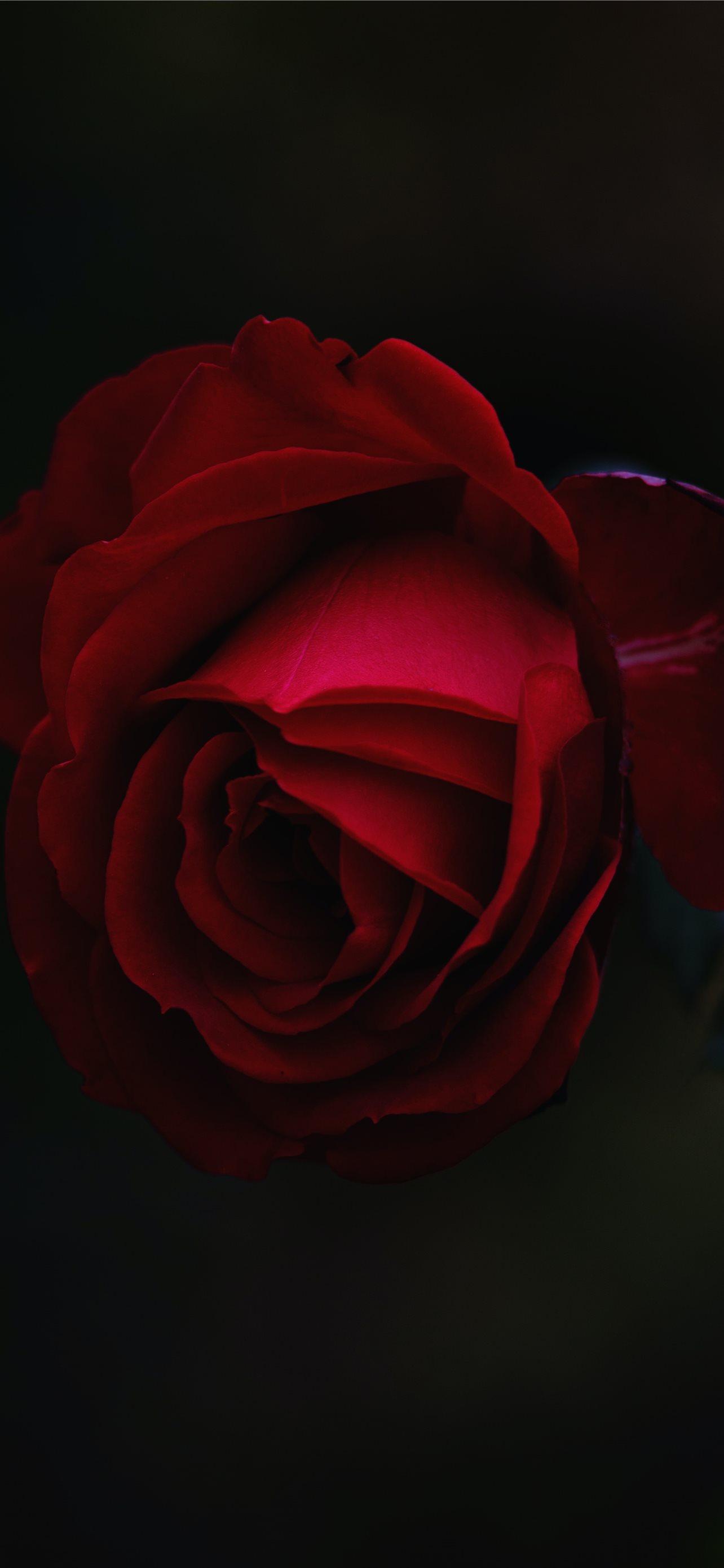 Red Rose Flower iPhone Wallpaper