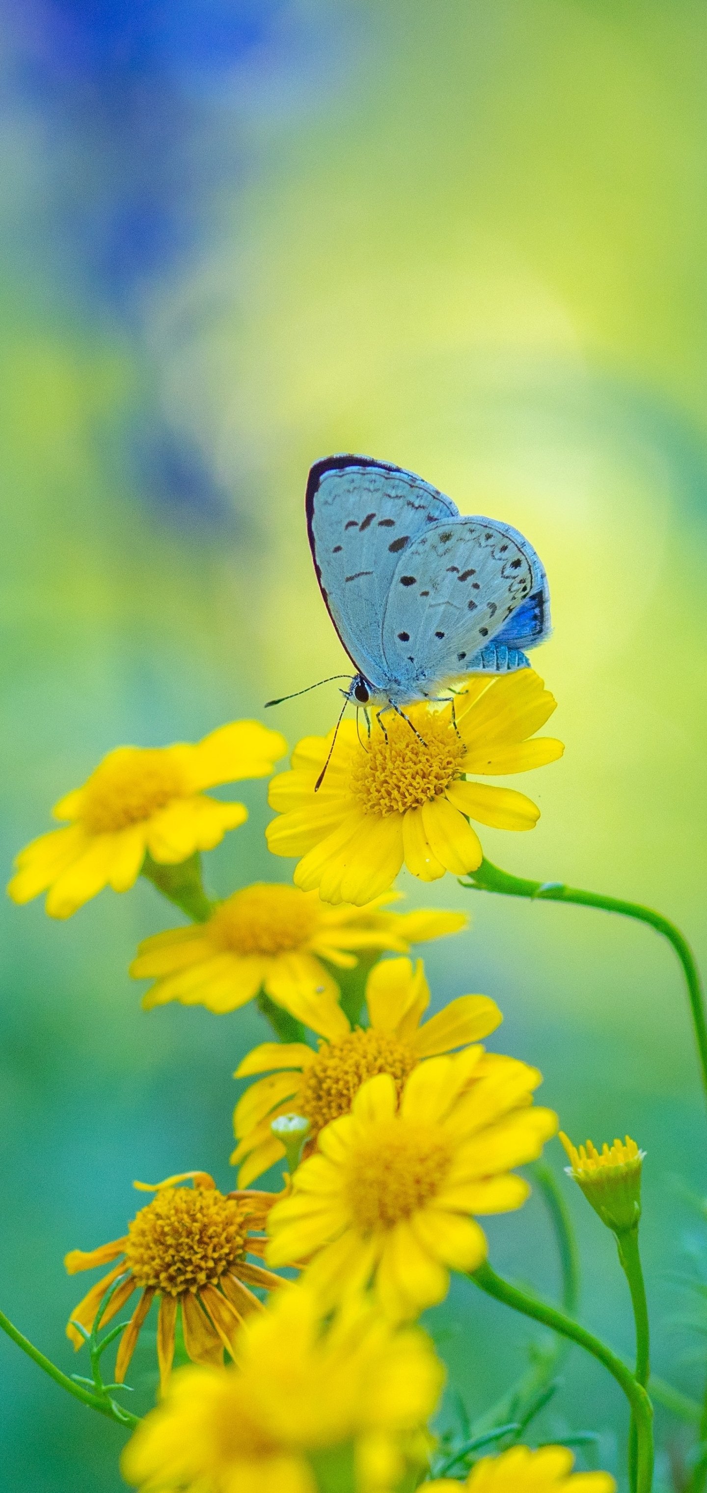 Butterfly iPhone Wallpaper