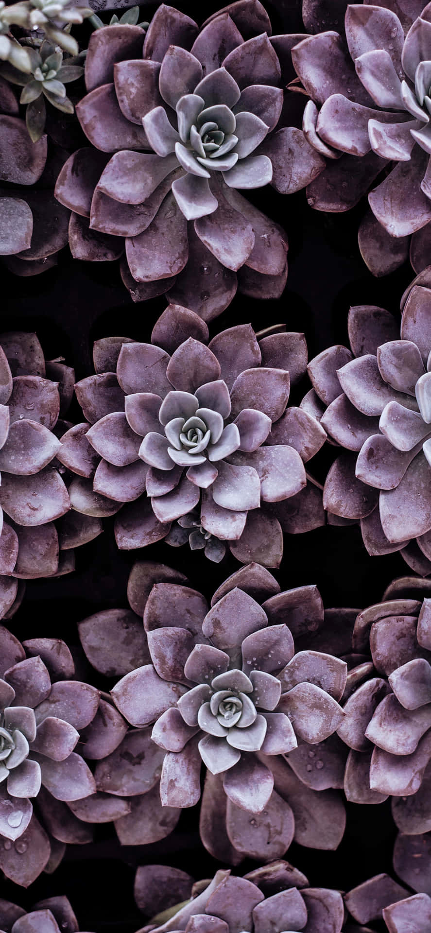 Purple Succulent iPhone Gardening Wallpaper