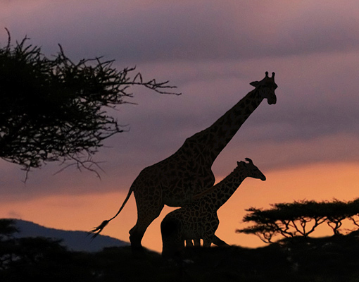 Safari Wallpaper for Walls - WallpaperSafari