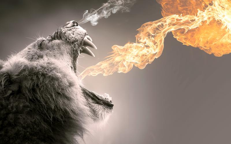 Wallpaper Lion Roaring Flames My HD