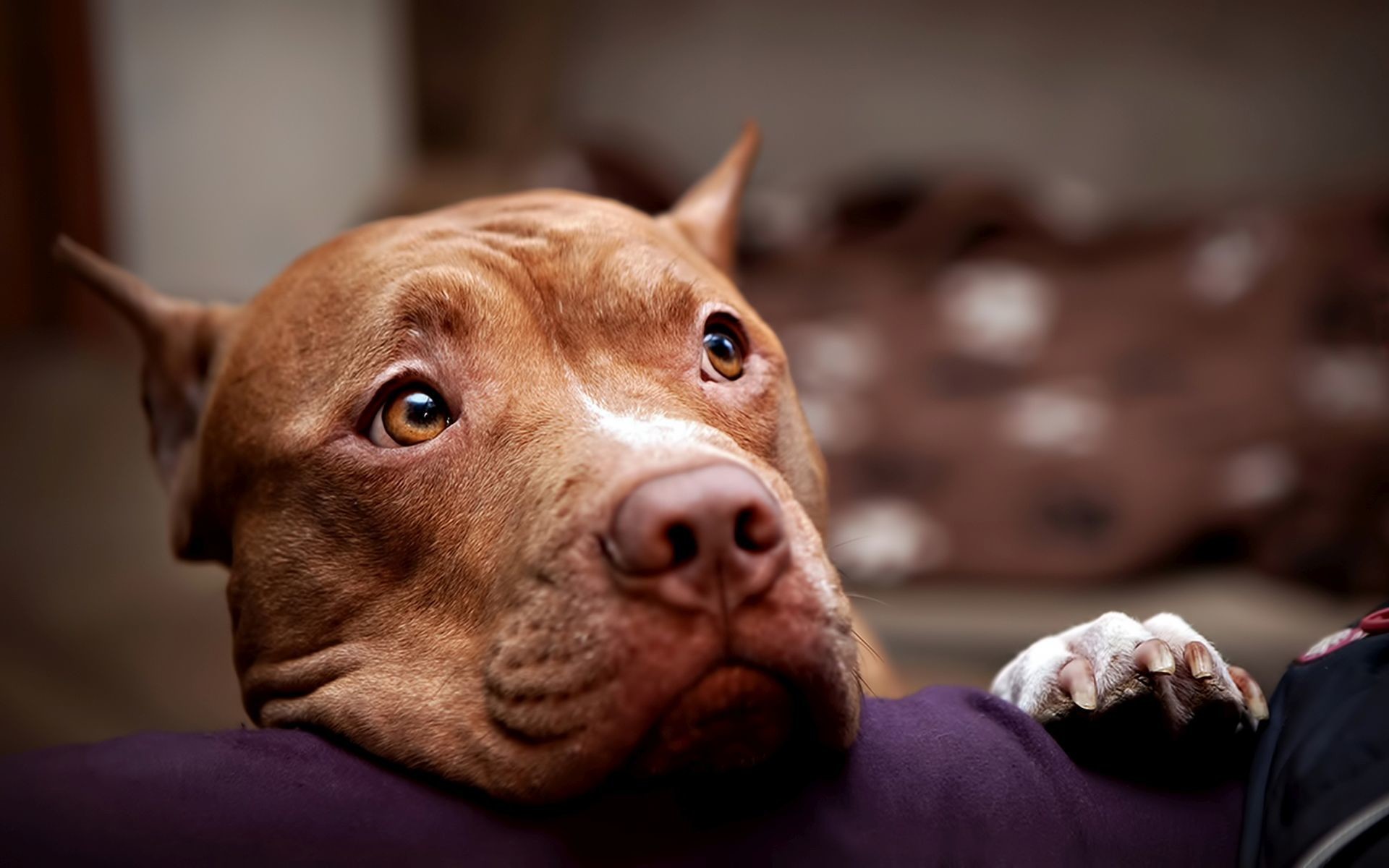 Pitbull Dog Wallpaper