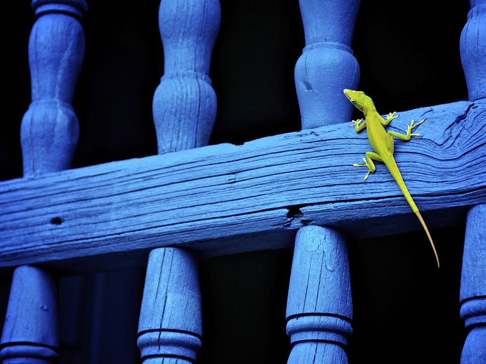 Lizard Picture Animal Wallpaper National Geographic Photo Of The