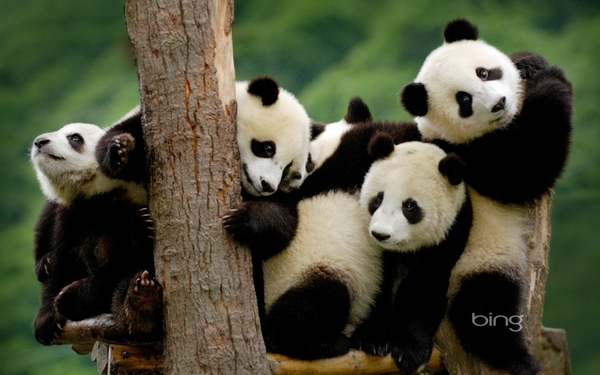 Panda Bears Animals Bing Wallpaper