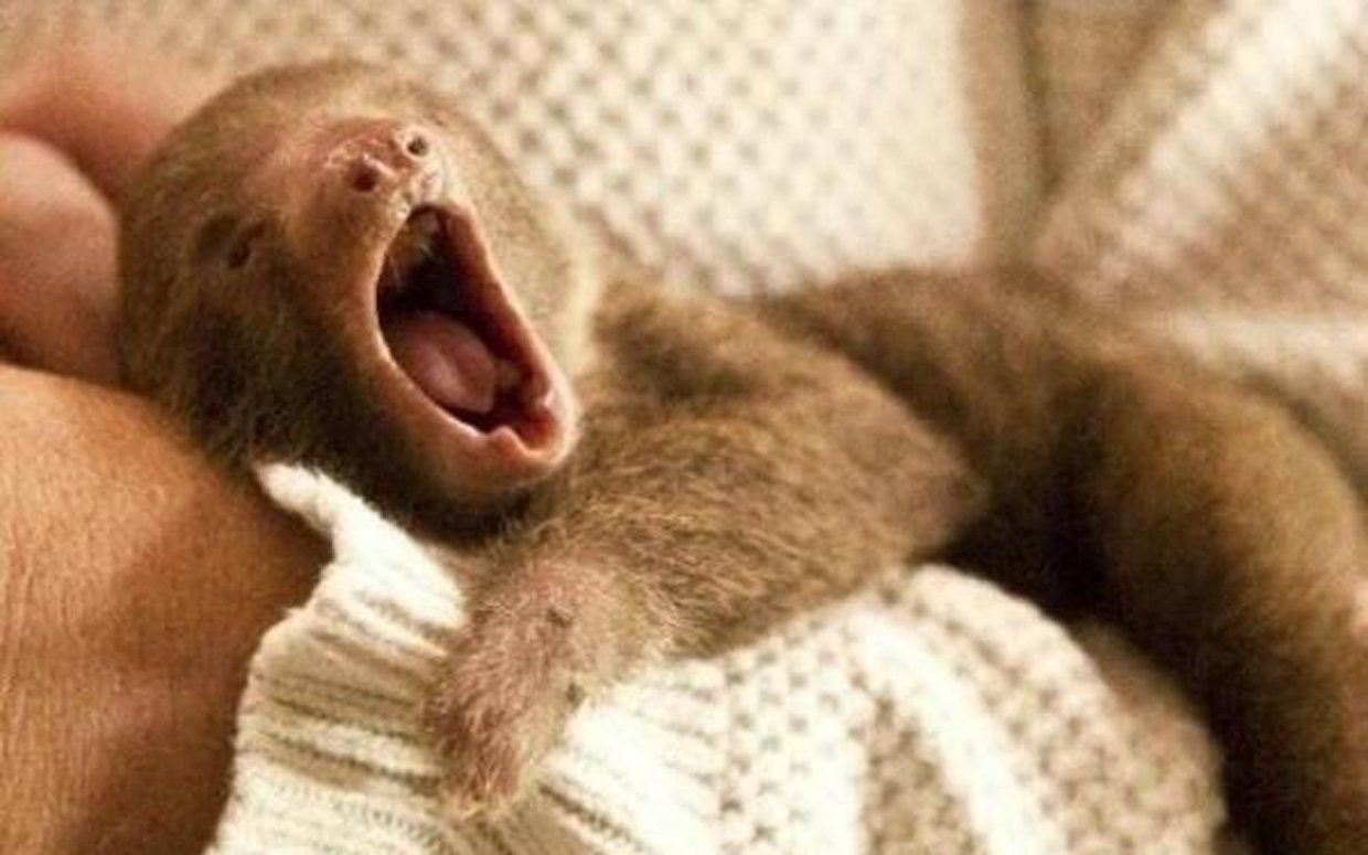 The Daily Cute A Long Sloth Yawn