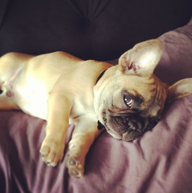 Lil Theezy The Cutest French Bulldog Ever Omg Cute Things