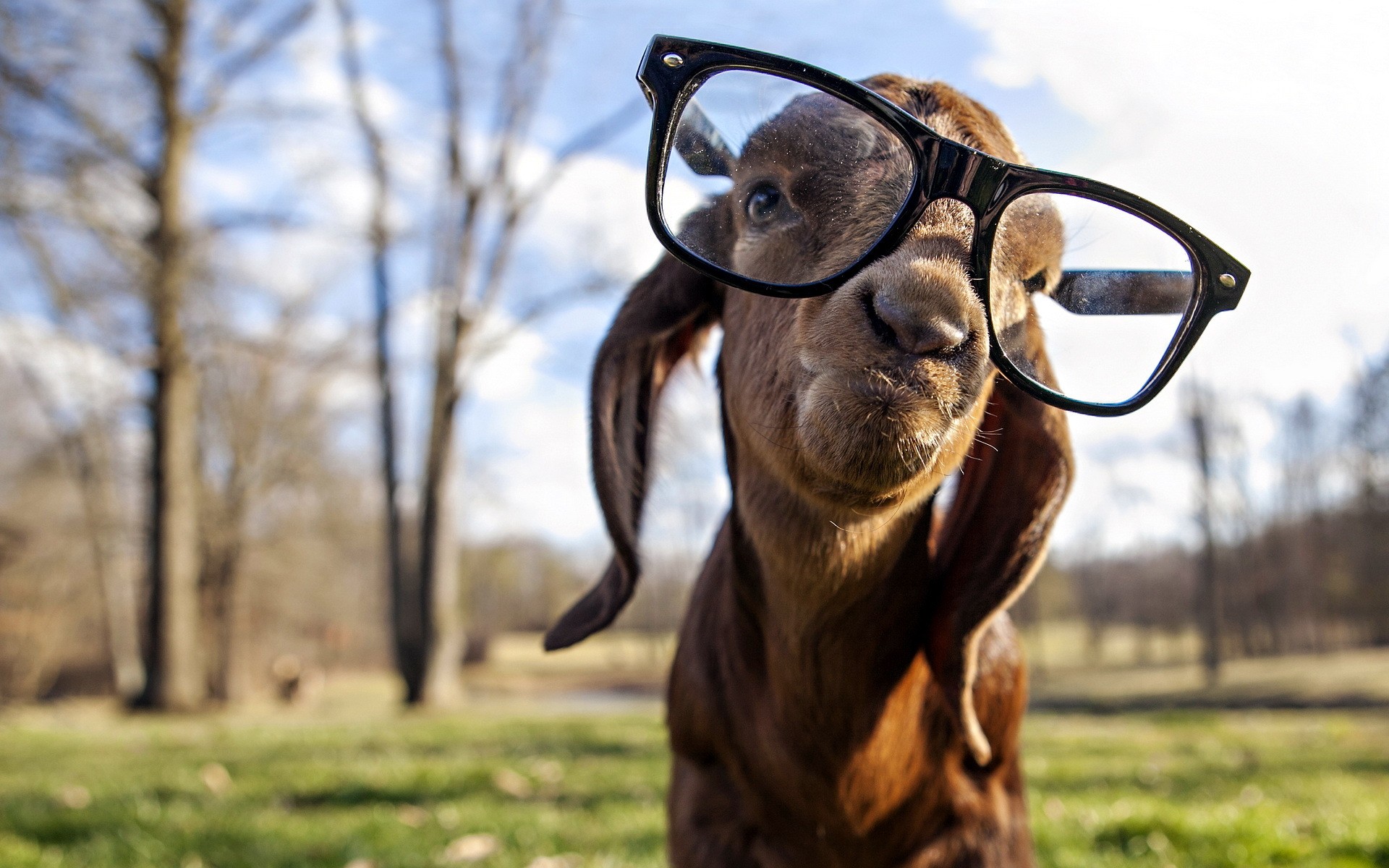 Goat Glasses Animals Wallpaper