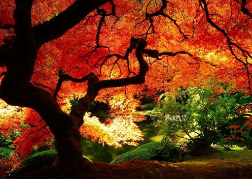 Beautiful Autumn Desktop Theme