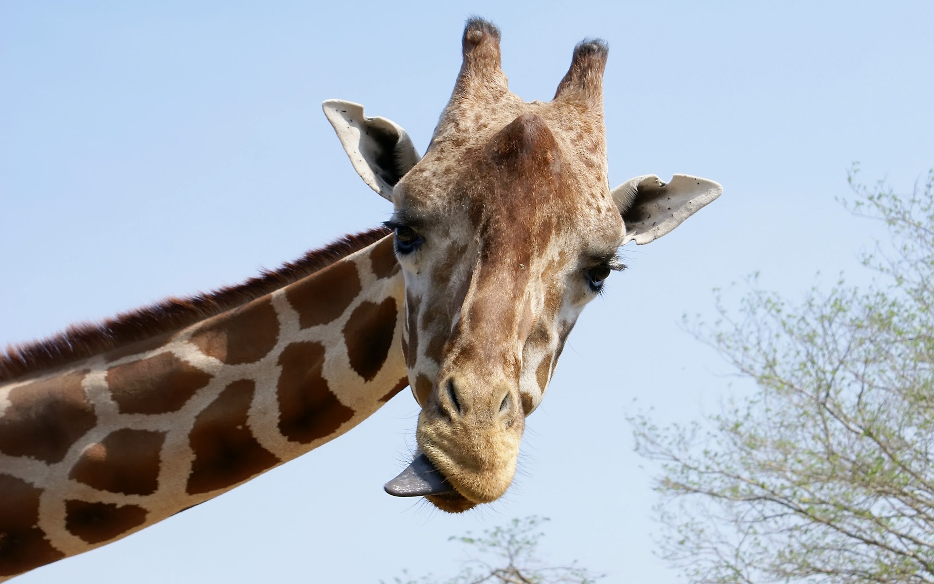 Animals Giraffe Wallpaper