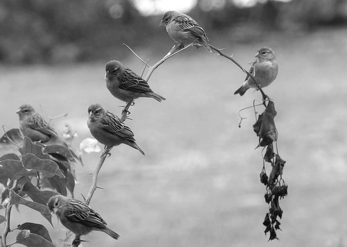 Black And White Images Of Birds 30 Background   Hdblackwallpapercom