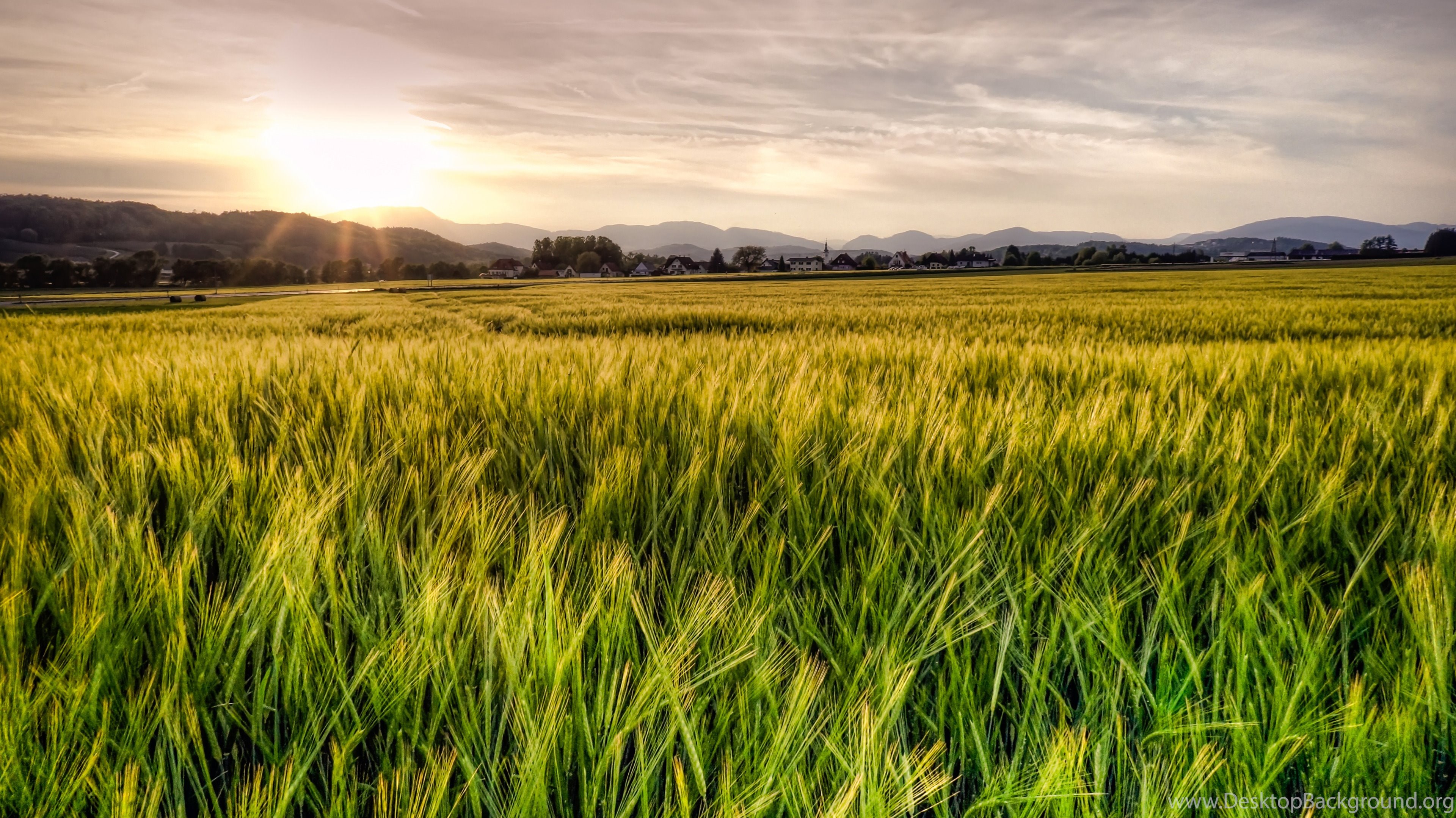 Wheat Field Wallpaper