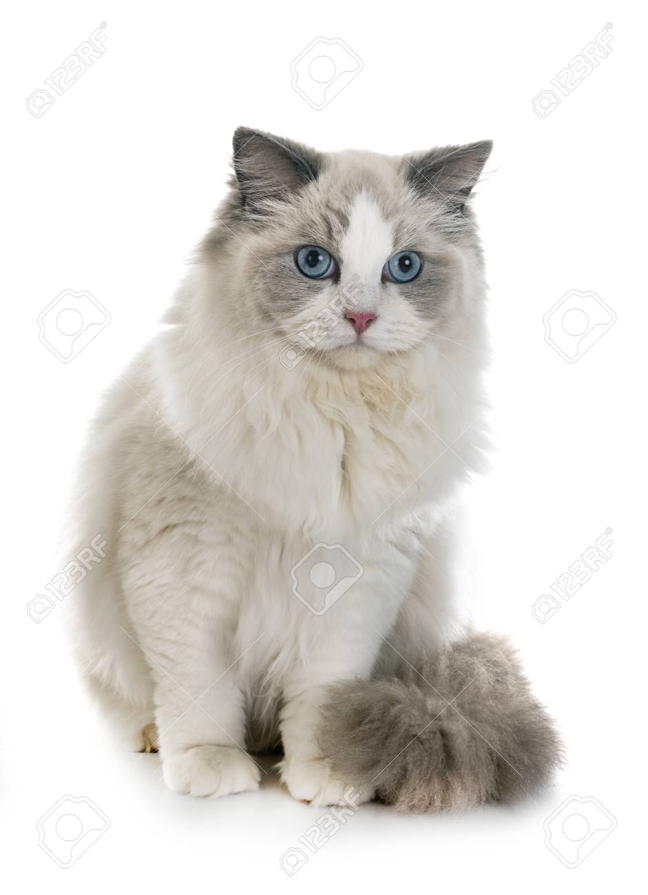 Ragdoll Cat In Front Of White Background Stock Photo Picture And