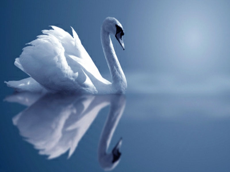 Wallpaper New Desktop Animal