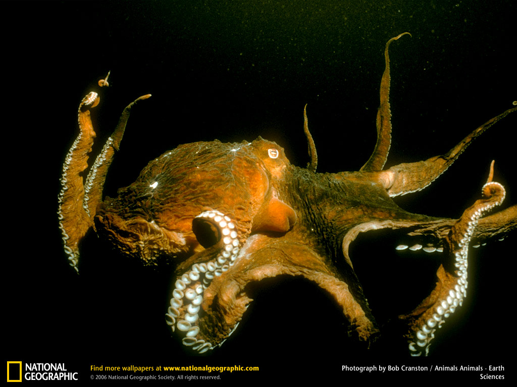 Giant Pacific Octopus Picture Desktop Wallpaper