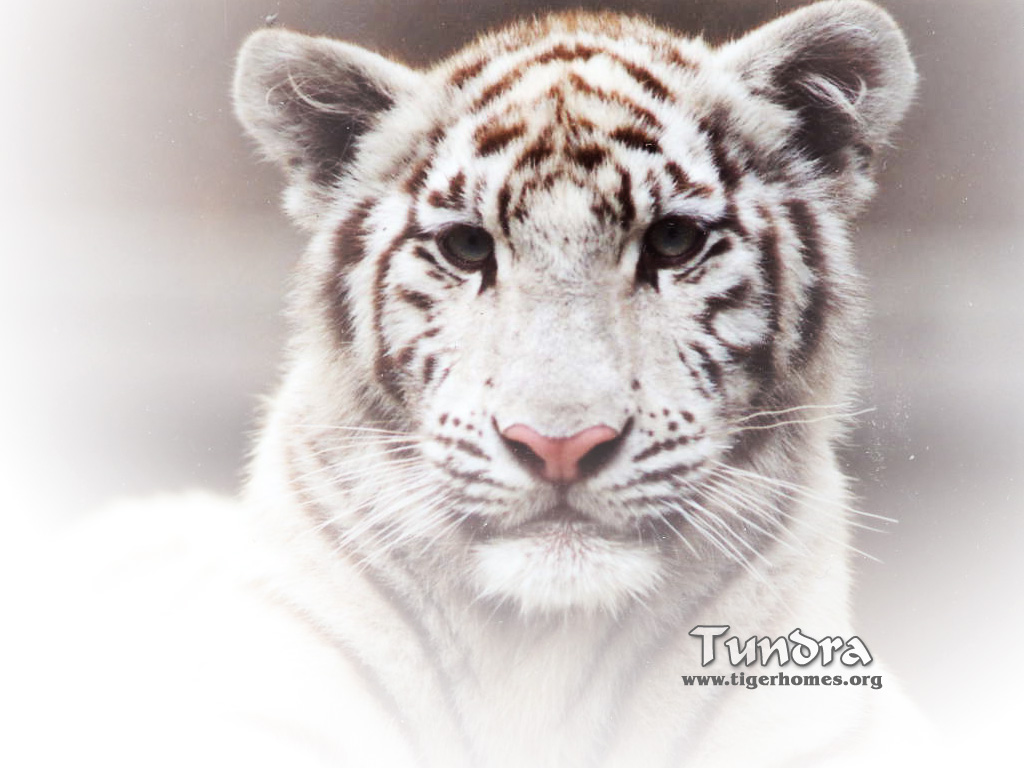 Beautiful white tiger wallpaper 1024x768