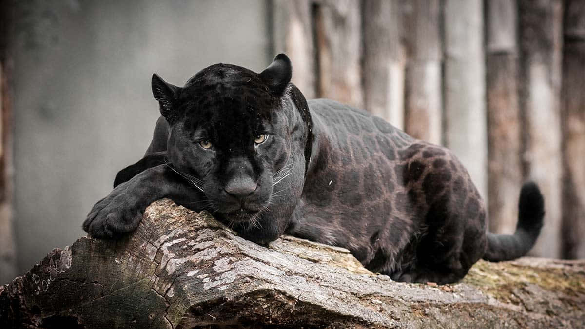 Black Leopard Wallpaper