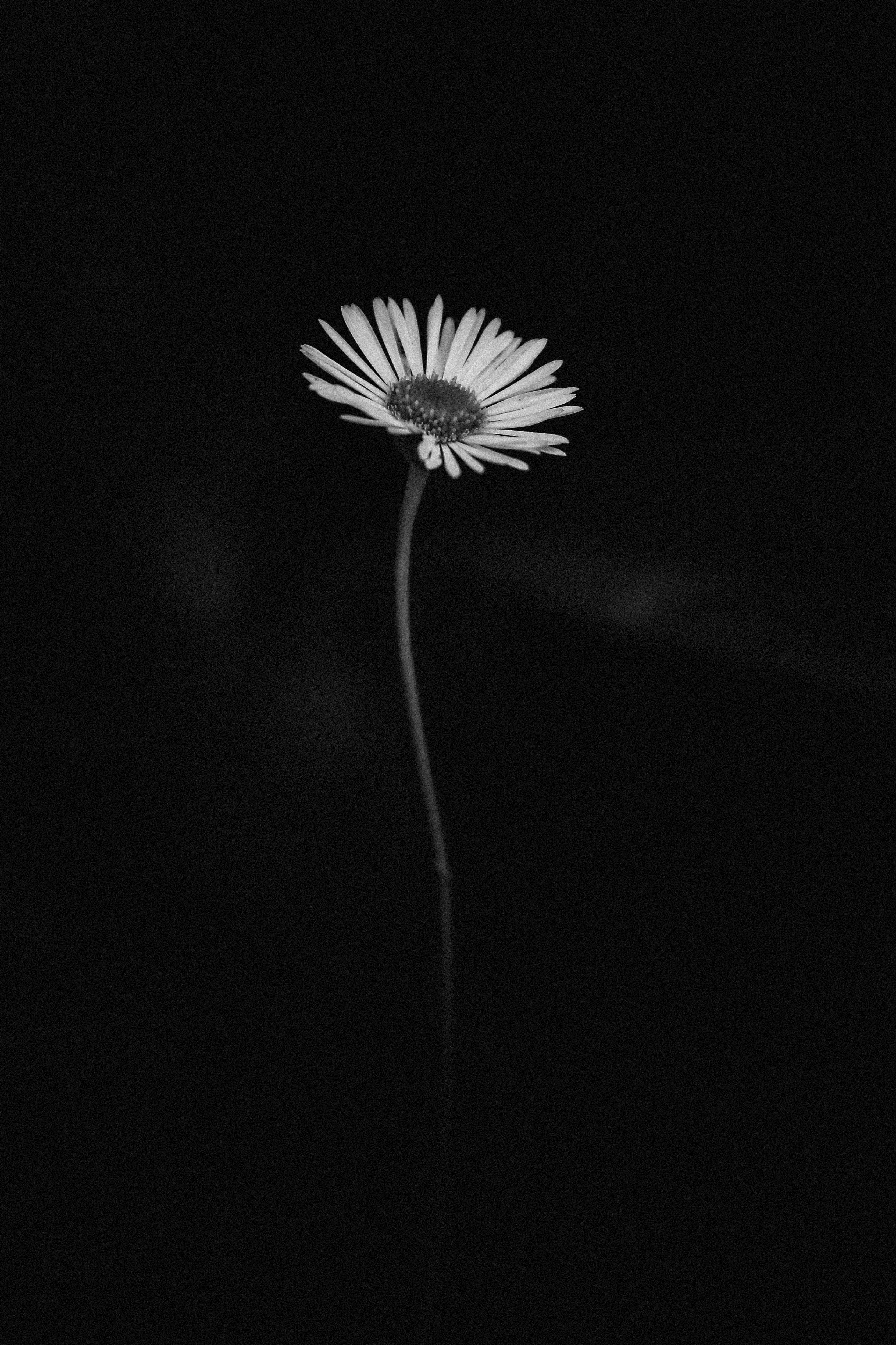 Black And White Daisy Wallpaper On